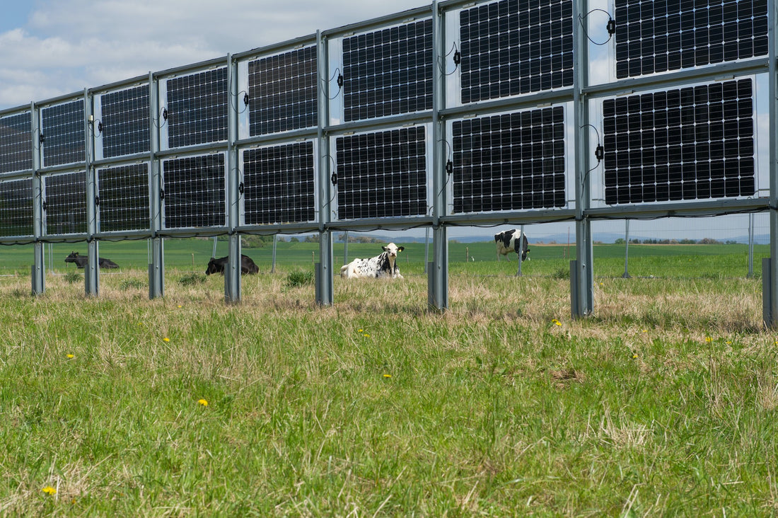 Solaire vertical : Nouvelle technologie pour associer énergie propre et cultures